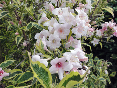 Вейгела цветущая вариегата